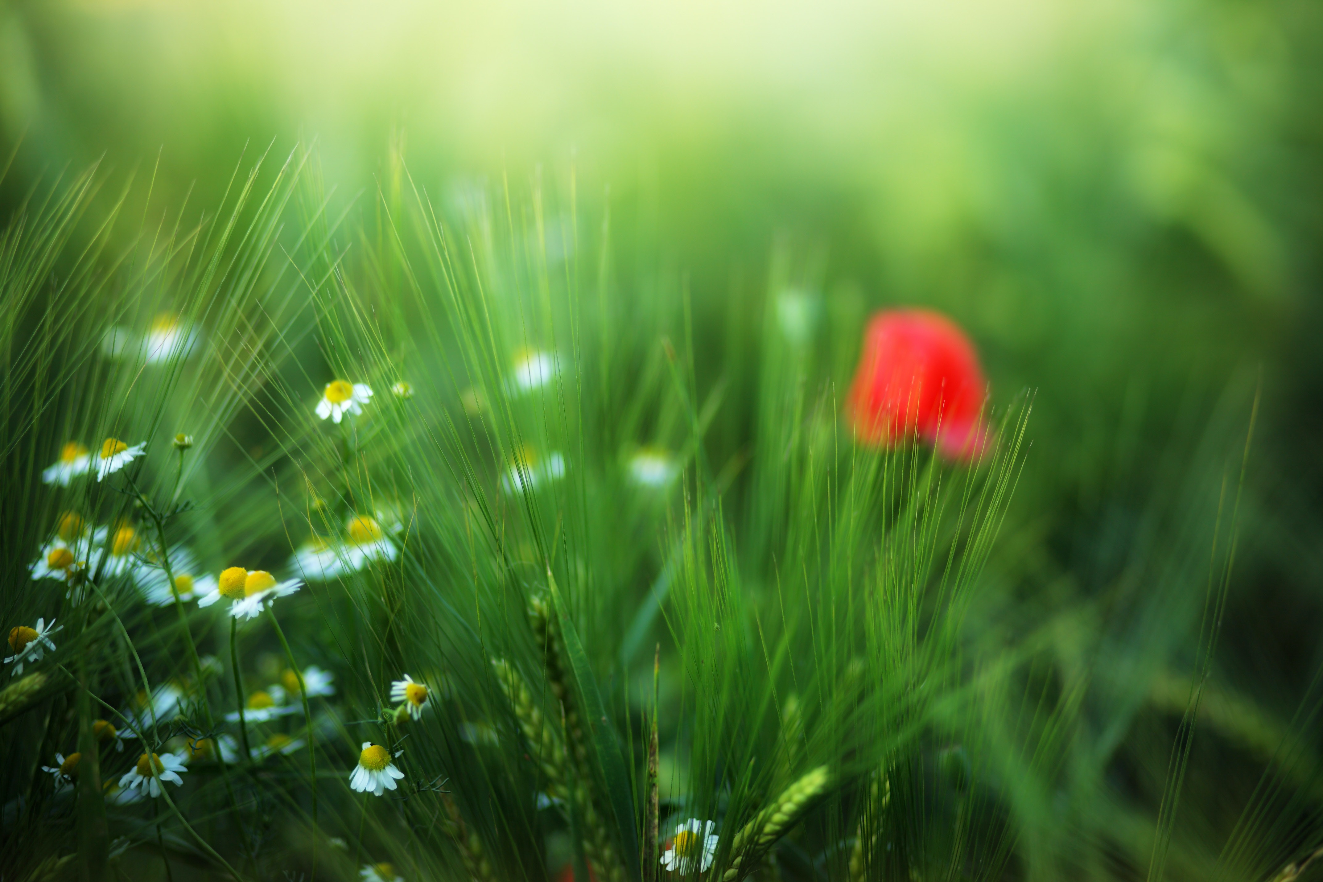 1690851579917054.jpg pexels-johannes-plenio-1136462.jpg