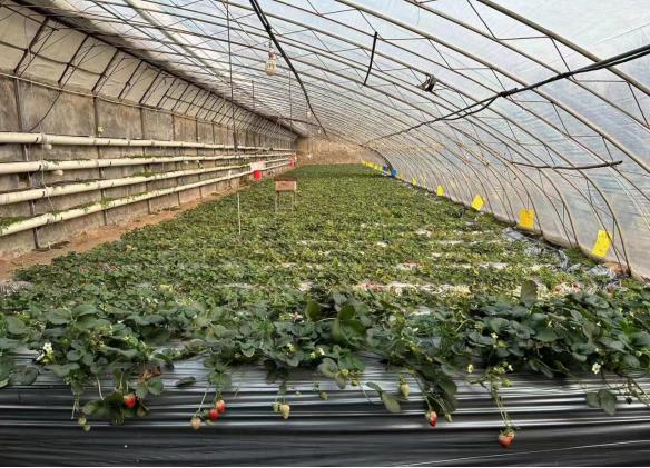 点击看大图 抢抓农时 万象“耕”新 350vip葡亰集团农商银行吹响春耕备耕集结号