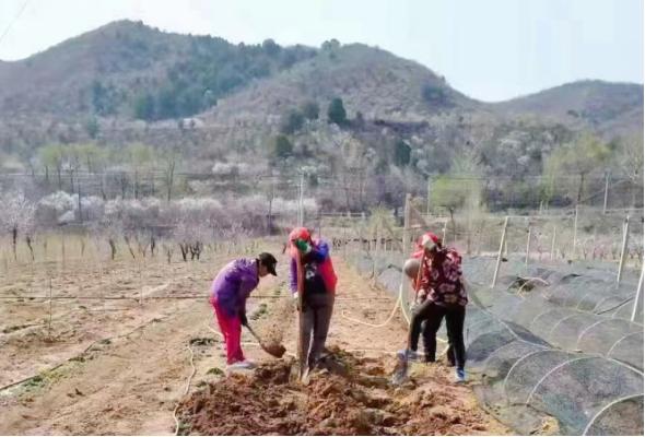 点击看大图 抢抓农时 万象“耕”新 350vip葡亰集团农商银行吹响春耕备耕集结号