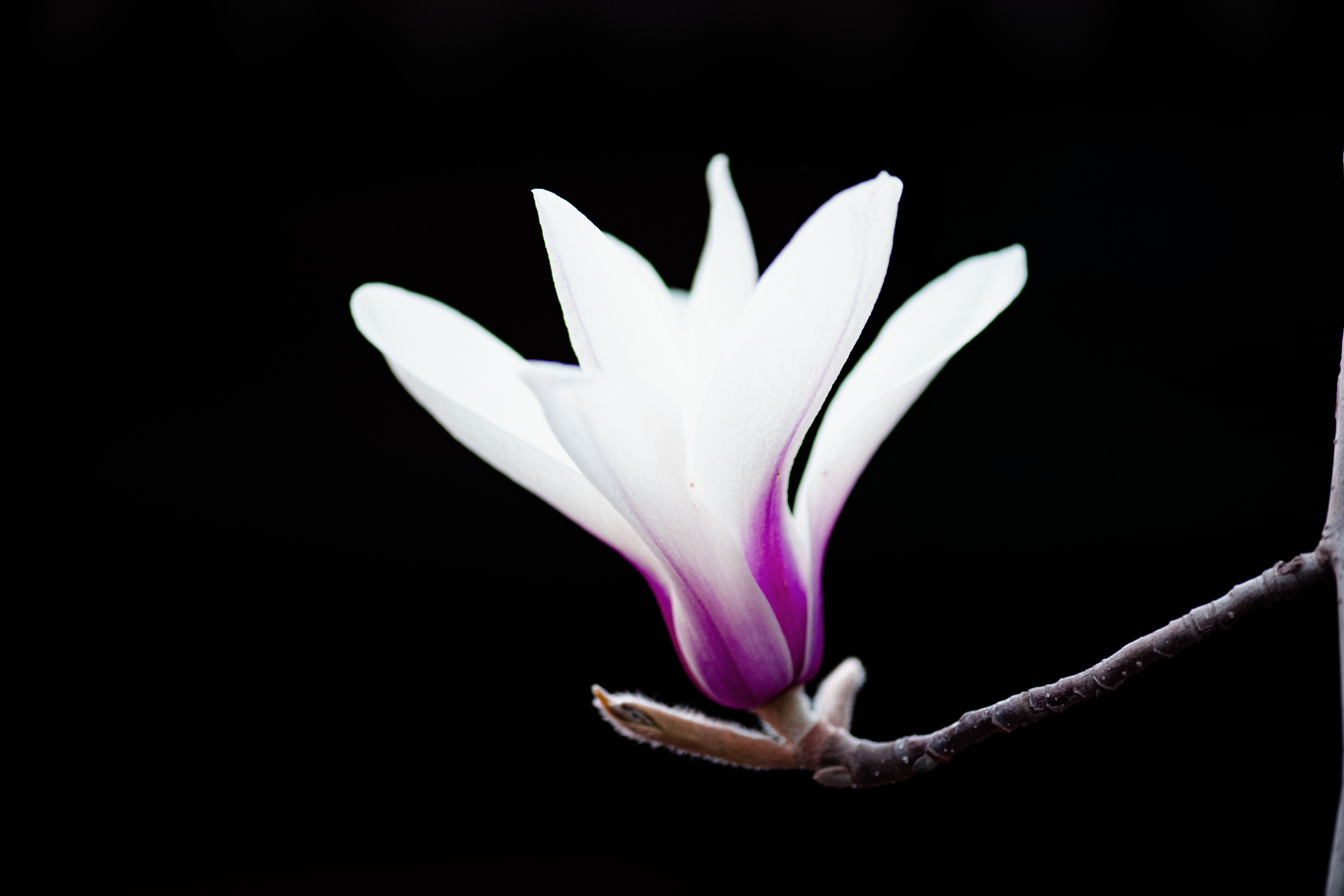 1680344062468917.jpg 2023年3月26日350vip葡亰集团大觉寺玉兰花-5.jpg