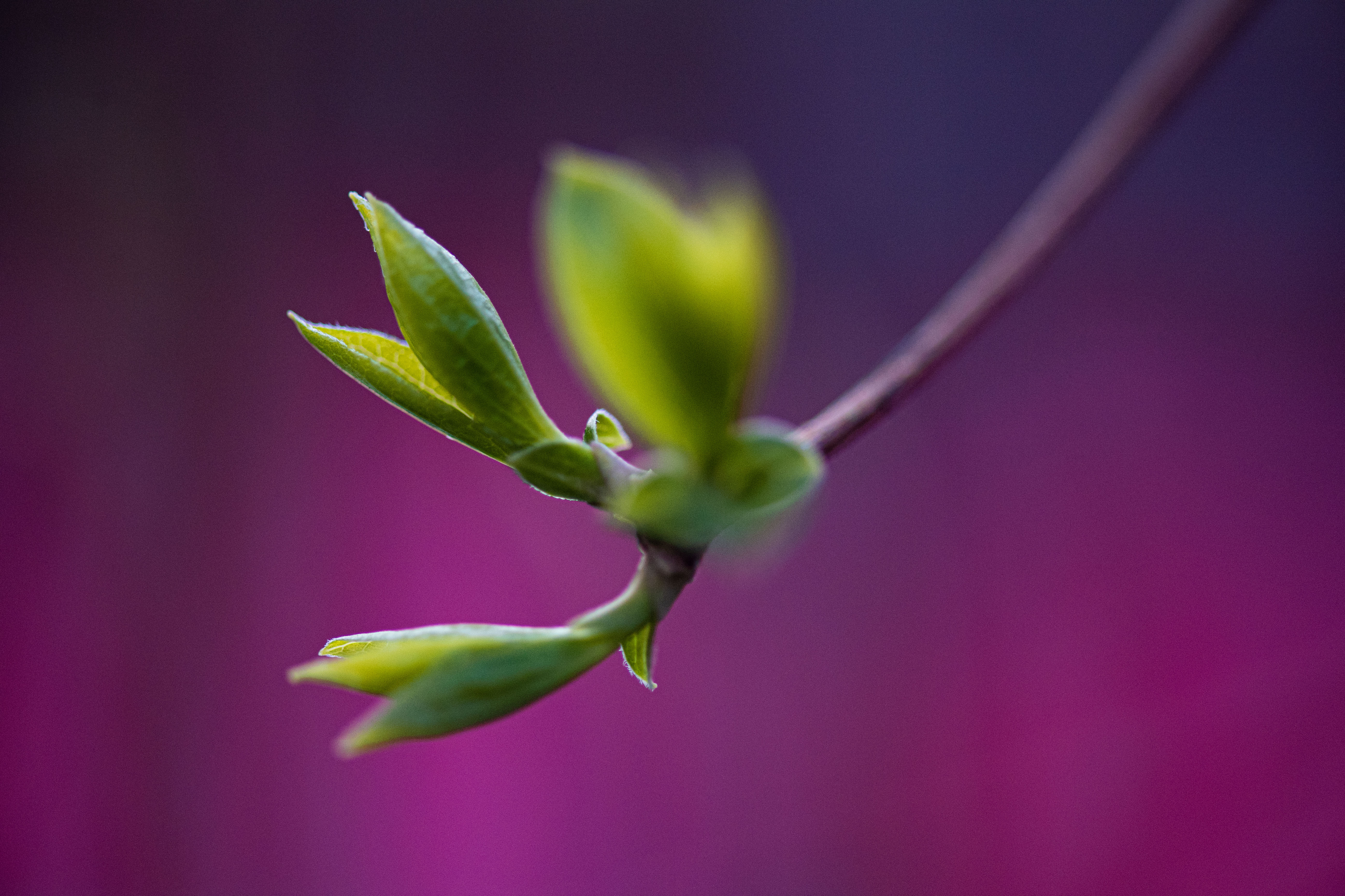 1680347777973956.jpg 2023年3月26日350vip葡亰集团大觉寺玉兰花-3.jpg