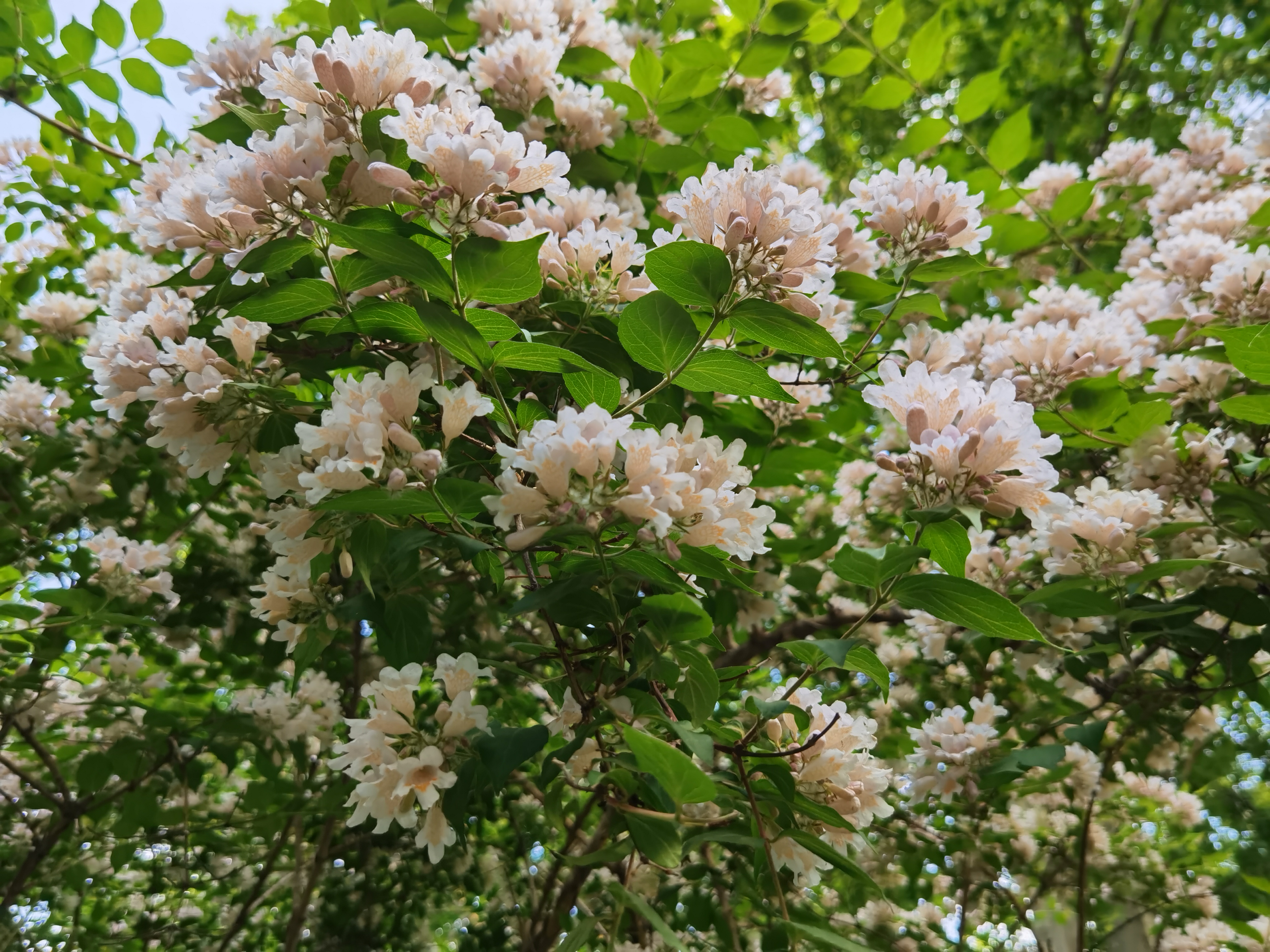 1690776703658735.jpeg WechatIMG10834.jpeg