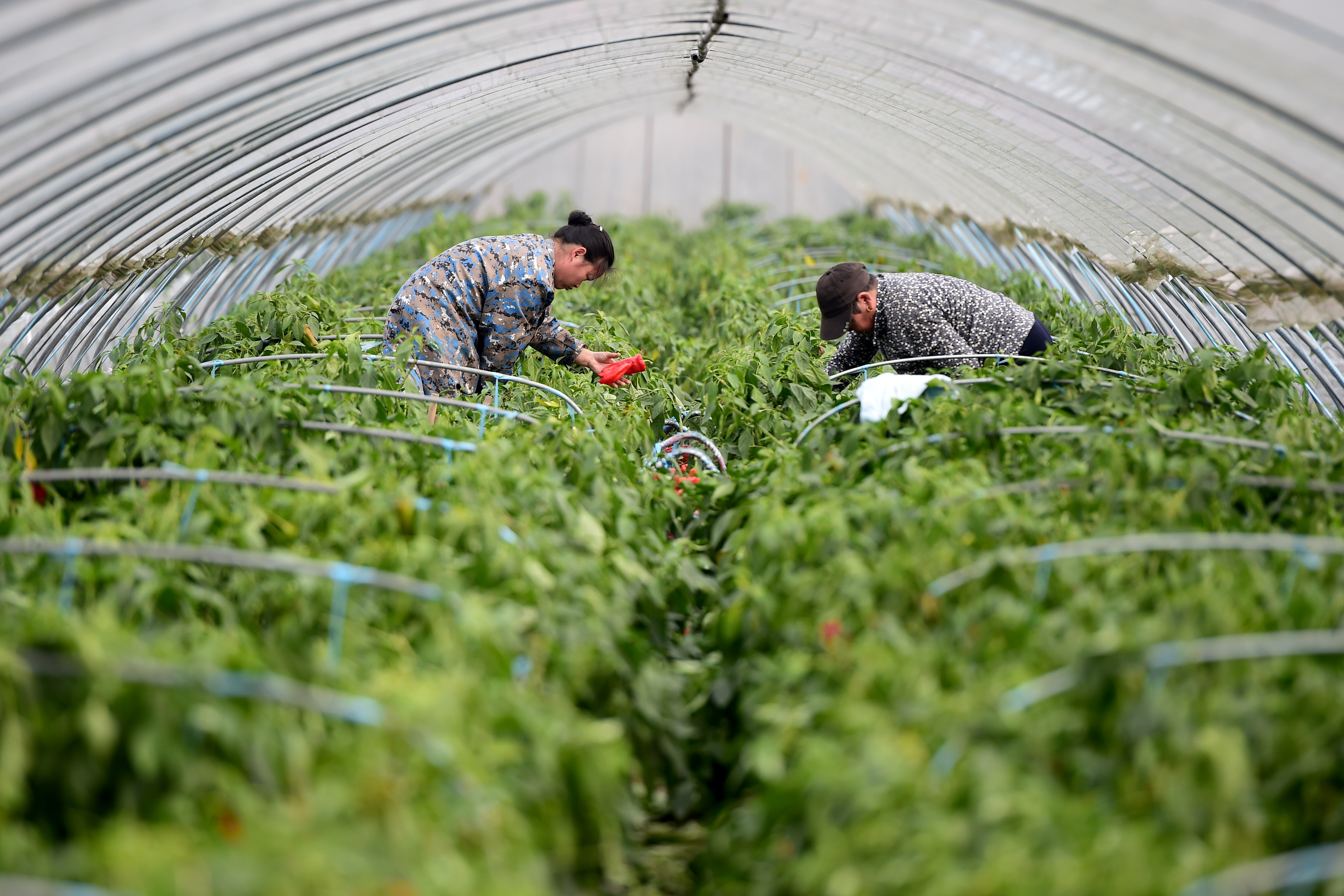 1641900678944699.jpg XxjpsgC007197_20211105_PEPFN0A001.JPG