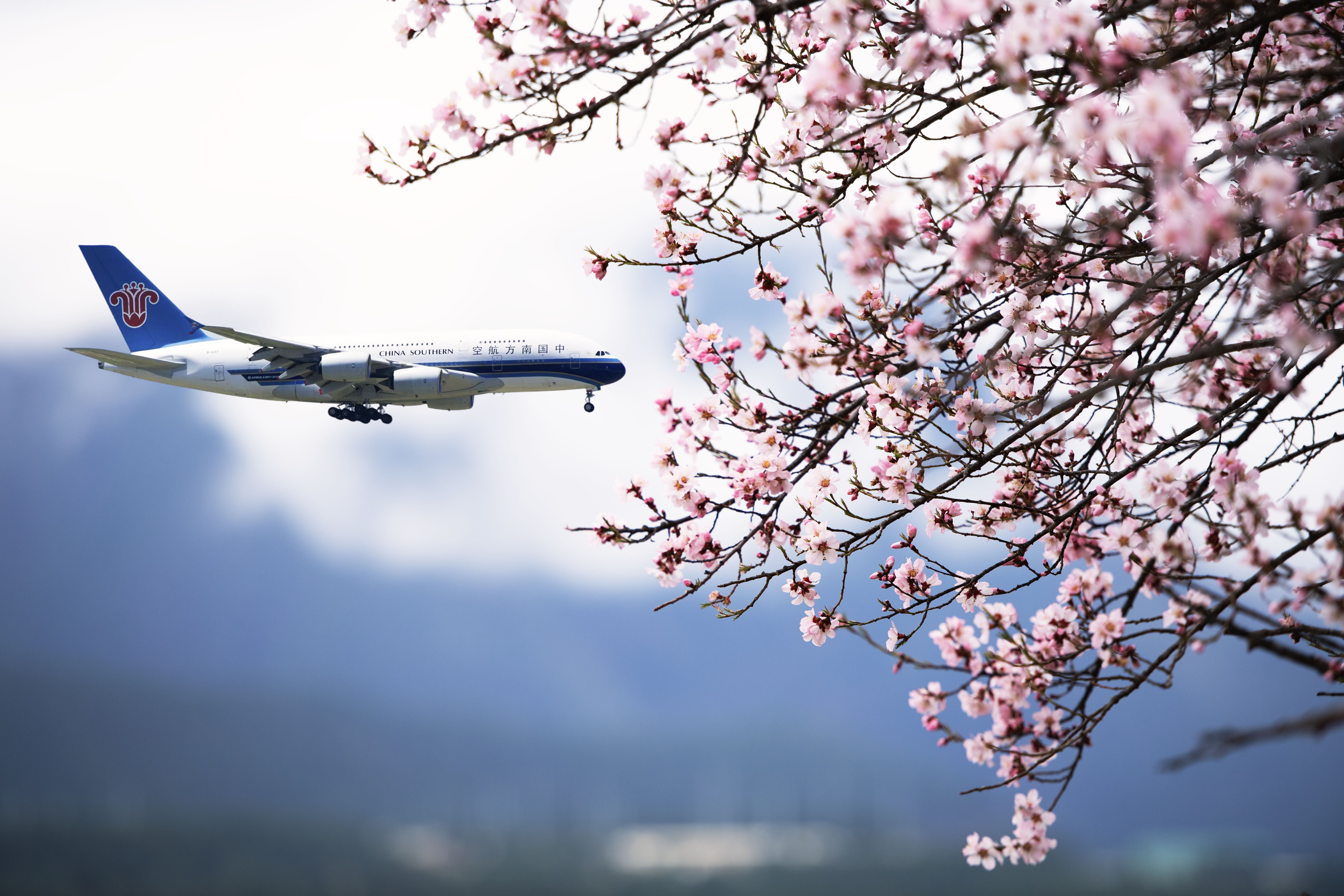 1711984342513436.jpg 2024年3月30日西藏林芝米林市-2.jpg