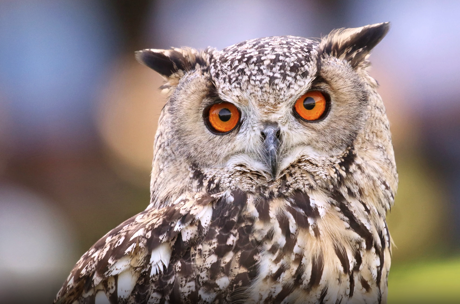 ��Ļ���� 2018-02-07 15.51.28.png